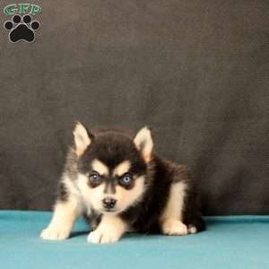 Sarah, Pomsky Puppy